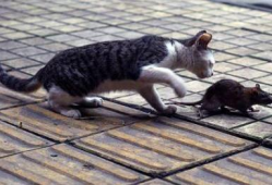 猫捉老鼠视频,一场欢乐的追逐大戏